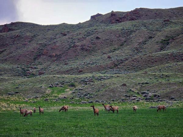 Cody, Wyoming's Annual Festivals & Events