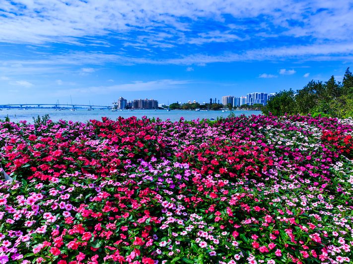 Skyline View of Sarasota Florida with Flowers