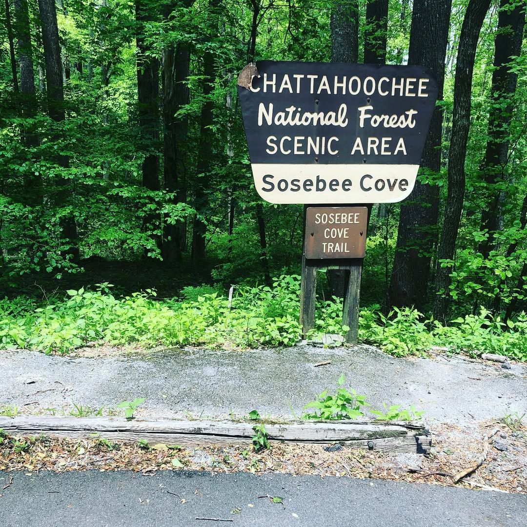A rustic wooden sign marks the entrance to Sosebee Cove in the Chattahoochee National Forest. Lush green trees surround the trailhead, inviting visitors into a quiet, shaded forest escape.
