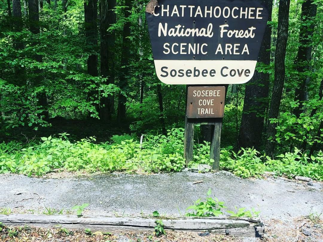 A rustic wooden sign marks the entrance to Sosebee Cove in the Chattahoochee National Forest. Lush green trees surround the trailhead, inviting visitors into a quiet, shaded forest escape.