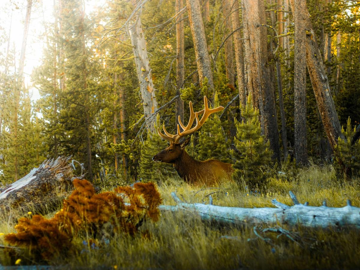 Elk with antlers in the woods with forest trees surrounding it and grass in Yellowstone
