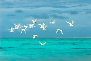 Group of Snowbirds Flying south for the Winter