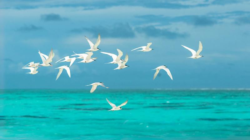 The Best Travel Destinations for Snowbirds