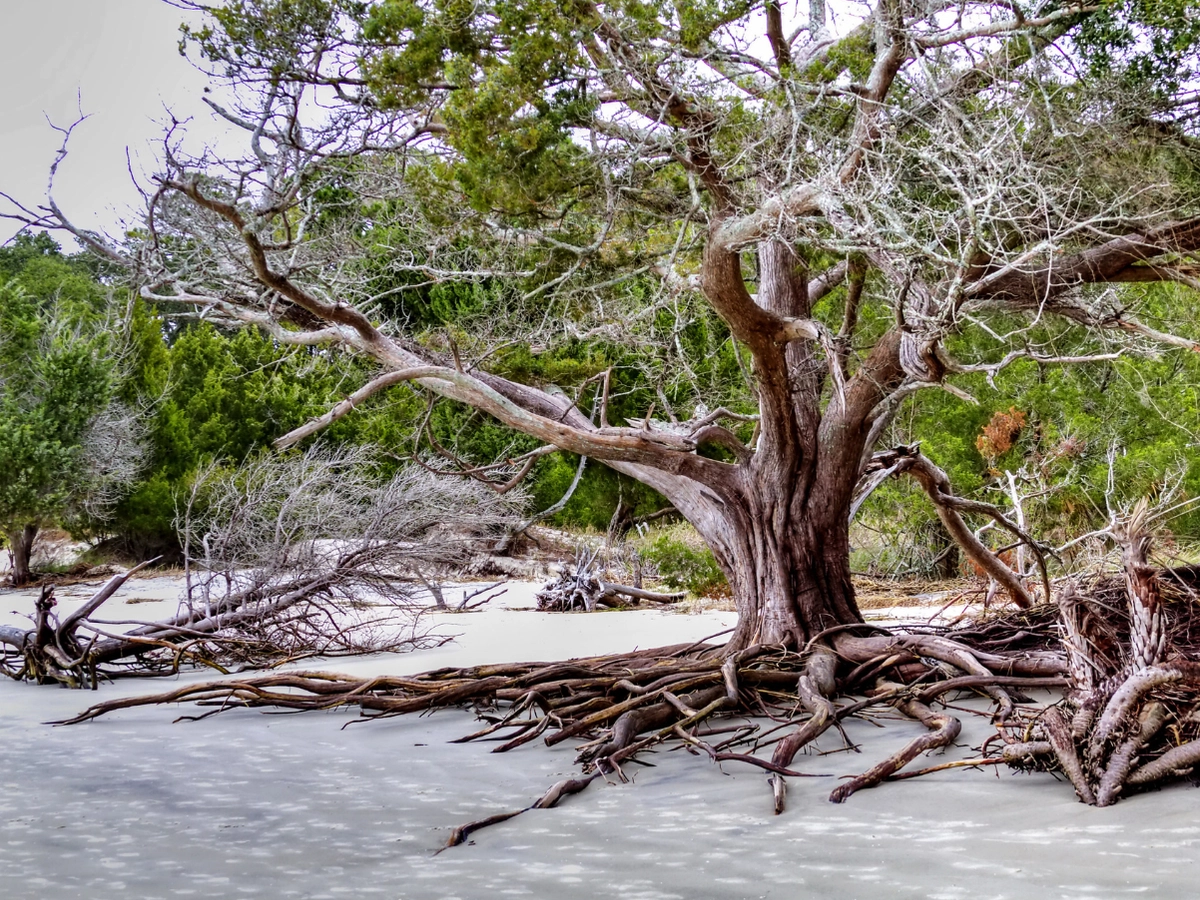 View of Driftwood Beach on Jekyll Island, GA