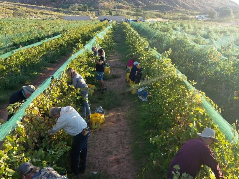 Wine lovers harvest grapes at a vibrant vineyard nestled in Utah’s high desert landscape. Golden morning light and rows of green vines capture the spirit of local winemaking and community gatherings.