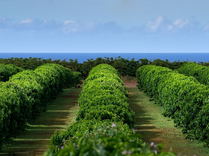 Kauai Coffee Company plantation