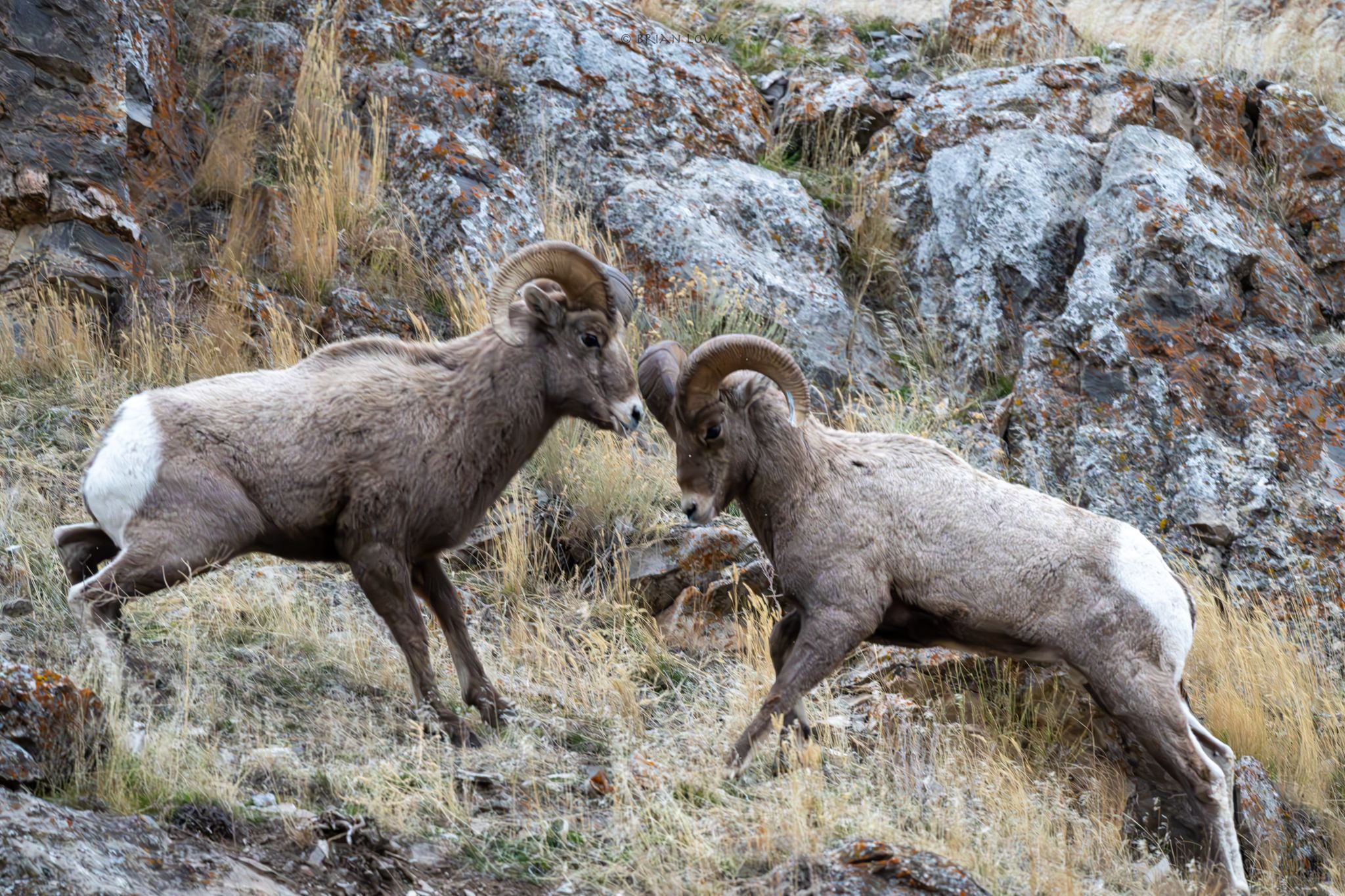 Two bighorn sheep face off on a rocky hillside inside the National Elk Refuge, showing natural wildlife behavior up close. This area is known for its open landscapes and incredible animal sightings in every season. It’s a popular stop for nature lovers visiting Jackson Hole.