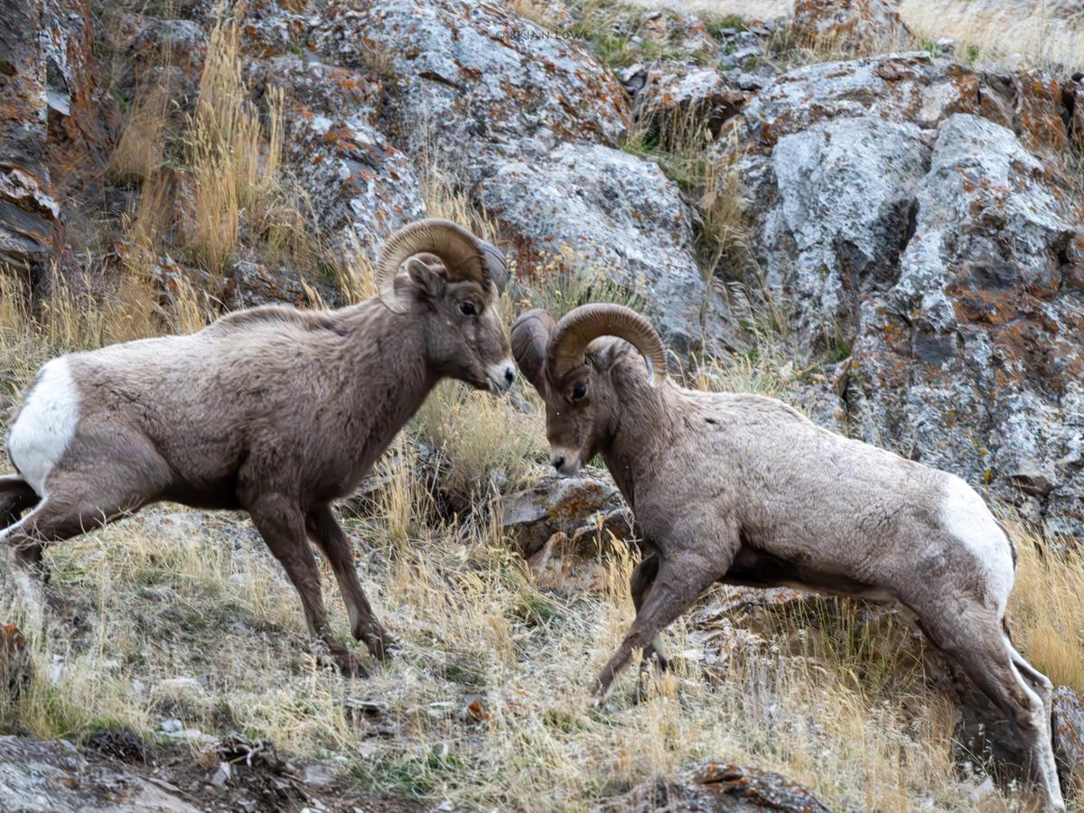 Two bighorn sheep face off on a rocky hillside inside the National Elk Refuge, showing natural wildlife behavior up close. This area is known for its open landscapes and incredible animal sightings in every season. It’s a popular stop for nature lovers visiting Jackson Hole.