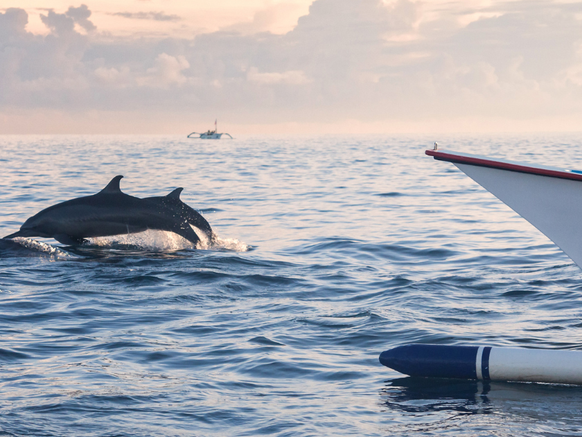 Two dolphins leap from the ocean next to a boat during an early morning tour. This playful moment shows the beauty of a dolphin cruise near Holden Beach.