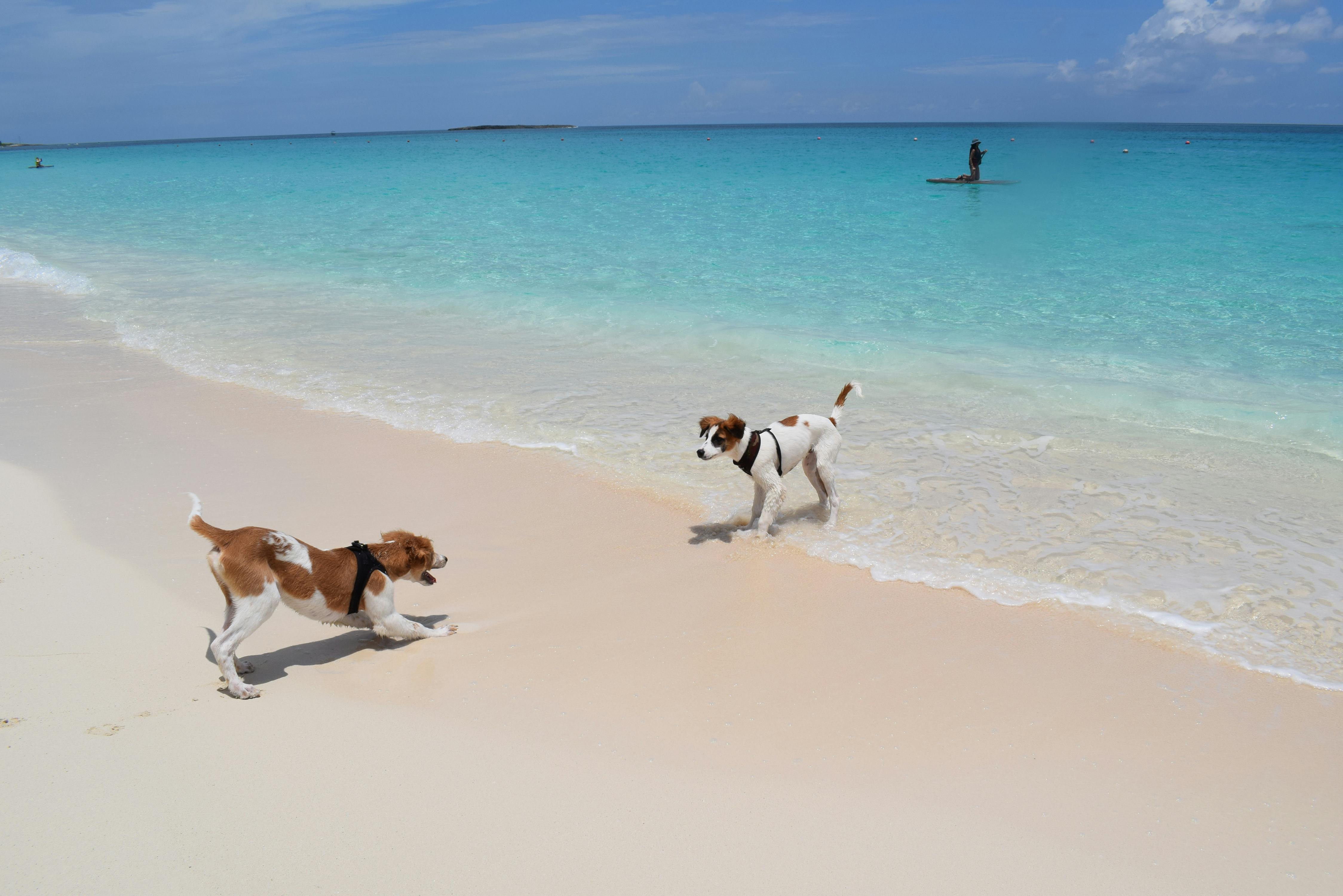 Two dogs playing along a white sand beach in The Bahamas with clear turquoise water in the background. This relaxed beach scene shows why the islands are perfect for pet-friendly travel and outdoor fun. A peaceful coastal spot ideal for walking, swimming, and enjoying island views.