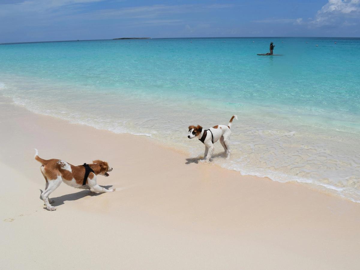 Two dogs playing along a white sand beach in The Bahamas with clear turquoise water in the background. This relaxed beach scene shows why the islands are perfect for pet-friendly travel and outdoor fun. A peaceful coastal spot ideal for walking, swimming, and enjoying island views.