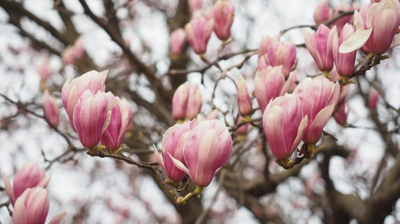 Spring Break in DC: The Best Family-Friendly Activities and Events