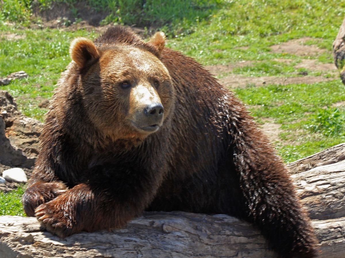 Grizzly Bear in West Yellowstone Wildlife Discovery Center