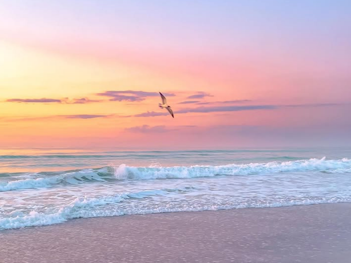 A serene beach scene at sunrise or sunset with pastel pink and orange skies, gentle ocean waves, and a seagull soaring above the water.