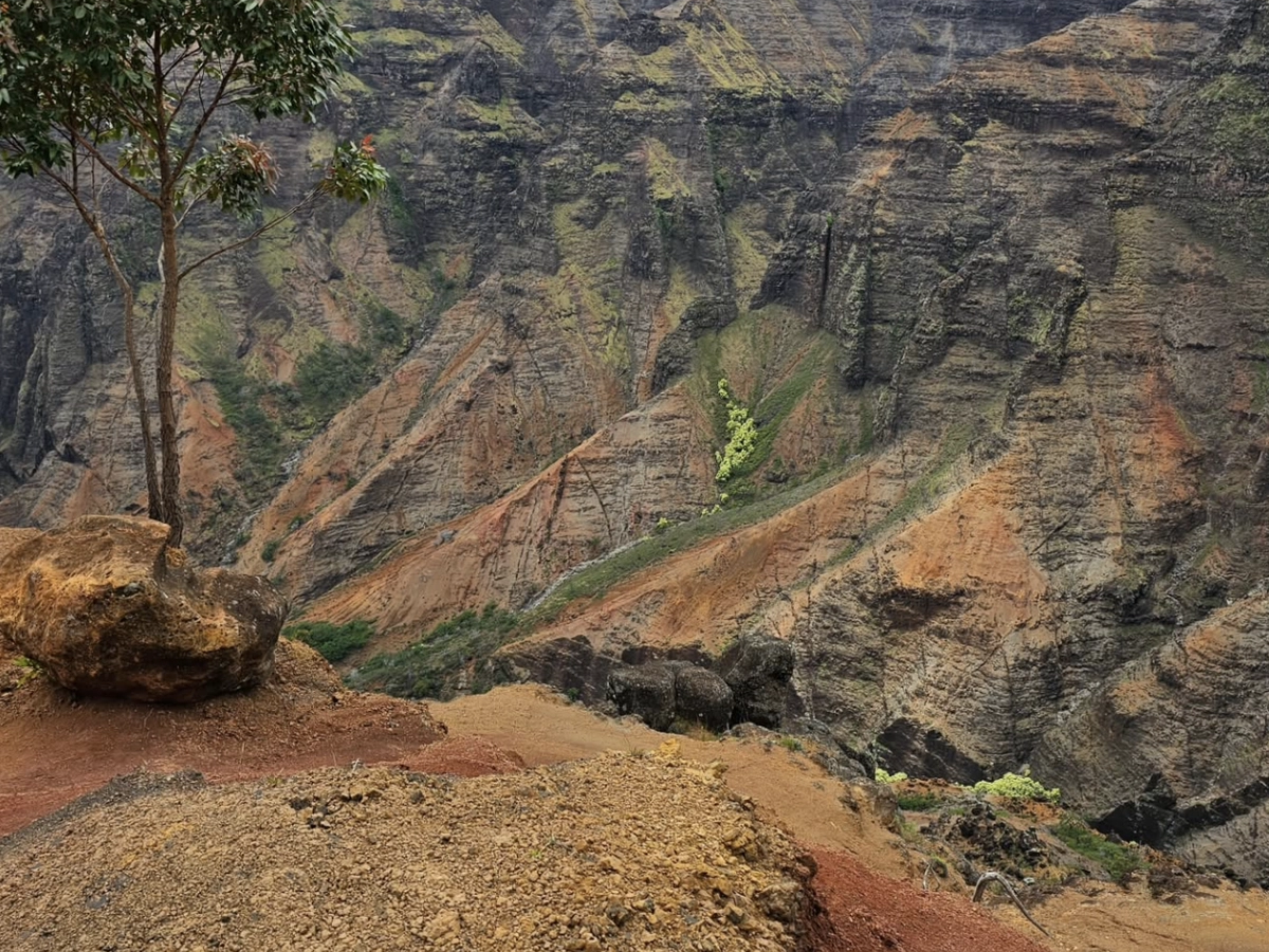 A rugged canyon landscape with steep multicolored cliffs and sparse greenery, viewed from a rocky overlook with a single tree.