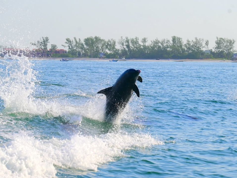 A dolphin leaps out of the water during a guided boat tour around Anna Maria Island an exciting sight for wildlife lovers.