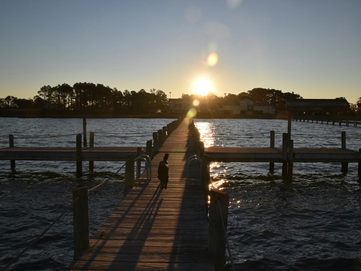 A wooden pier stretches out over rippling water toward the setting sun, casting long shadows as a small dog walks along the dock with houses and trees in the background.