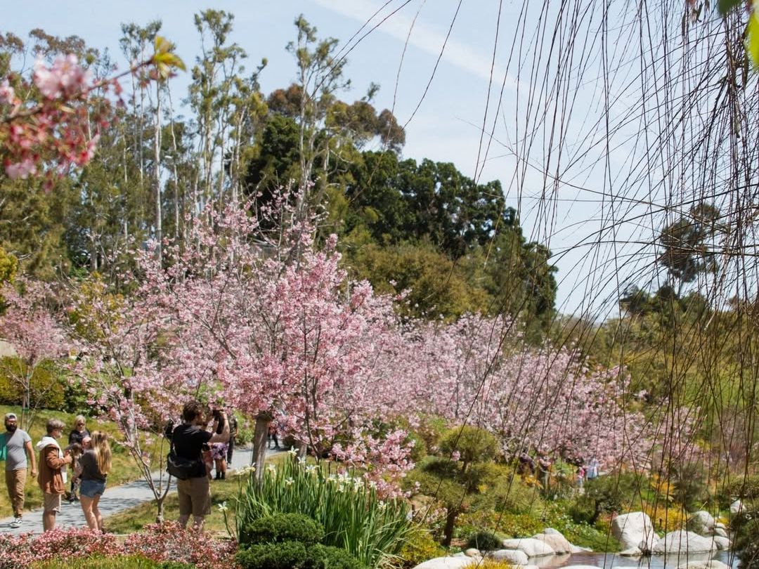 Visitors admire the blooming cherry blossoms in Balboa Park’s Japanese Friendship Garden, where pink petals line the peaceful pond. The scene captures the beauty of spring in San Diego, surrounded by lush greenery and walking paths.