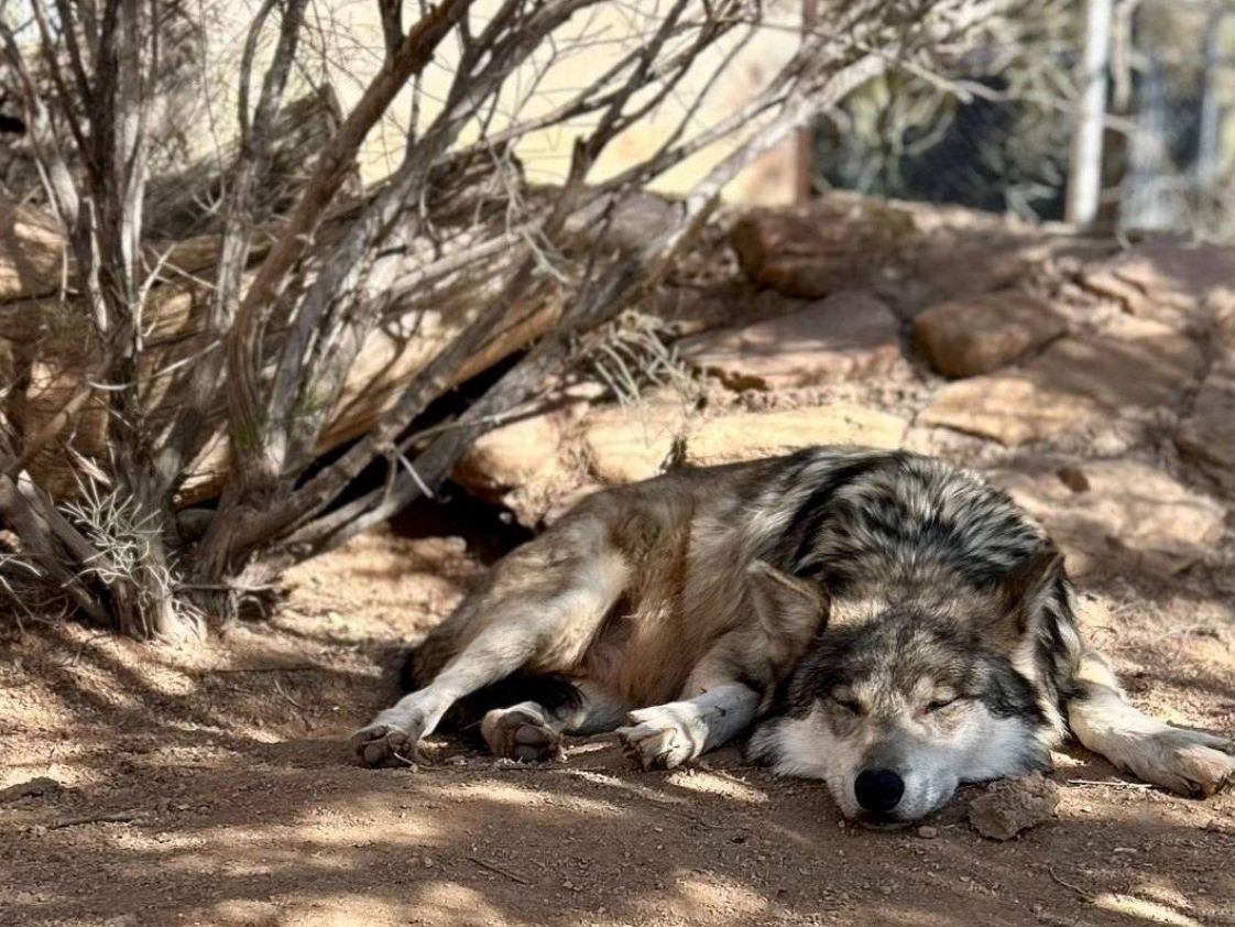 Wolf laying down branch bush on desert dirt ground at wildlife conservation