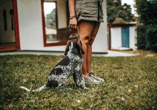 Pet-Friendly Rentals & Things to Do in Kiawah Island, SC