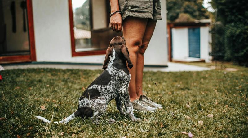 Pet-Friendly Rentals & Things to Do in Kiawah Island, SC