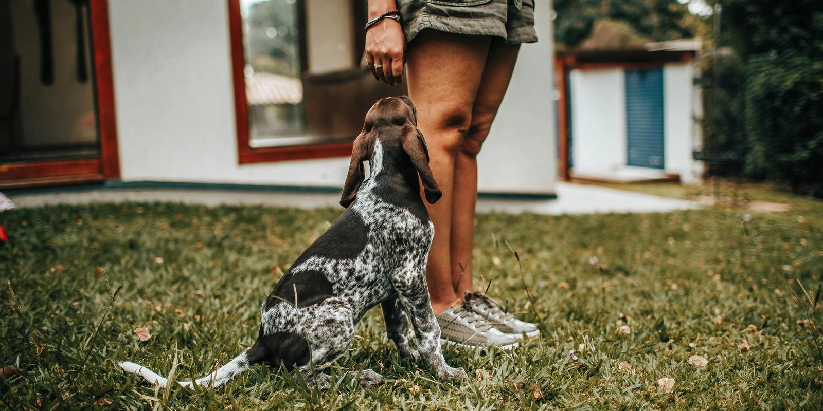 Pet-Friendly Rentals & Things to Do in Kiawah Island, SC
