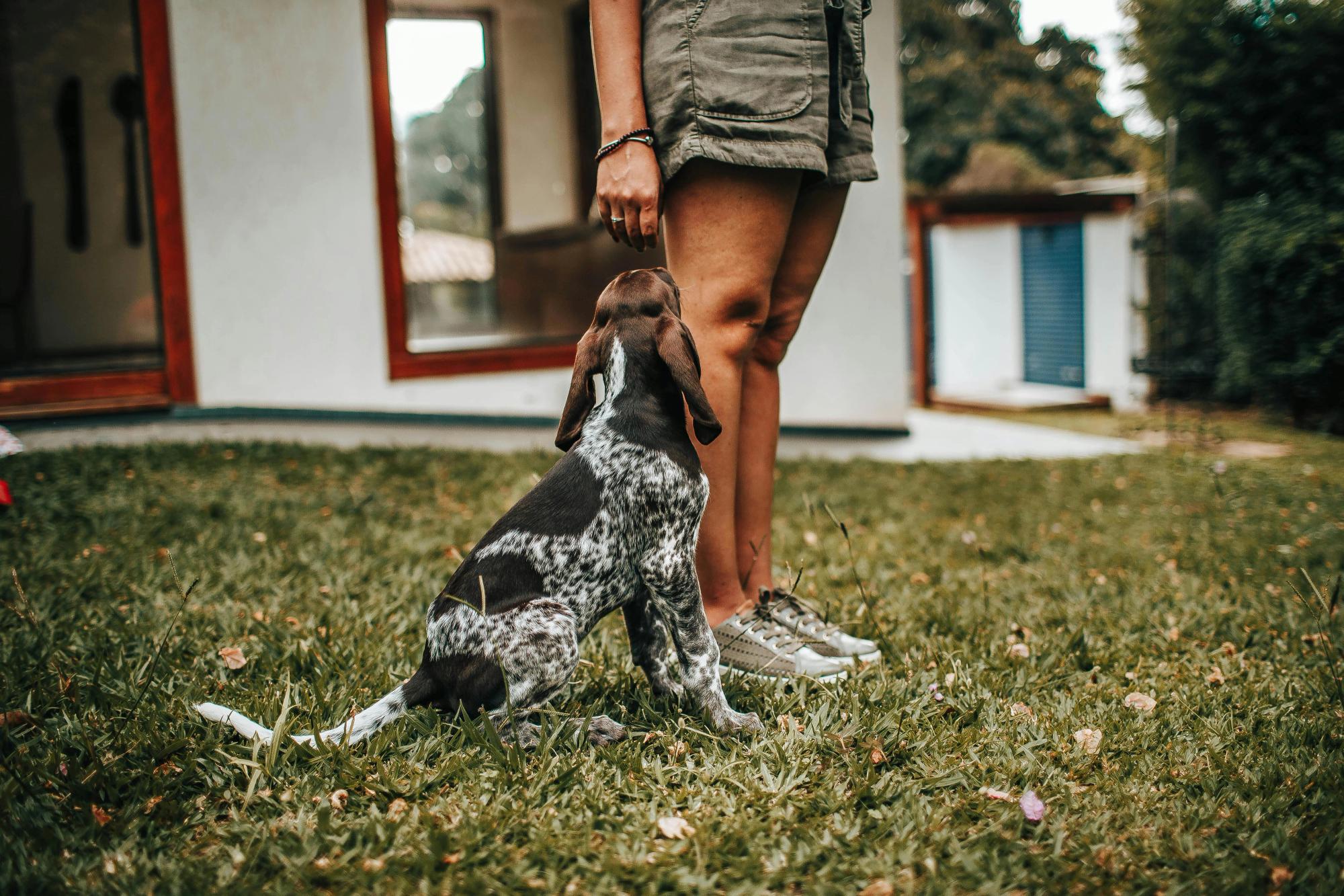 A playful puppy looks up at its owner in a backyard, ready for a treat or some love. A sweet reminder of how pet-friendly homes make vacations feel like home.