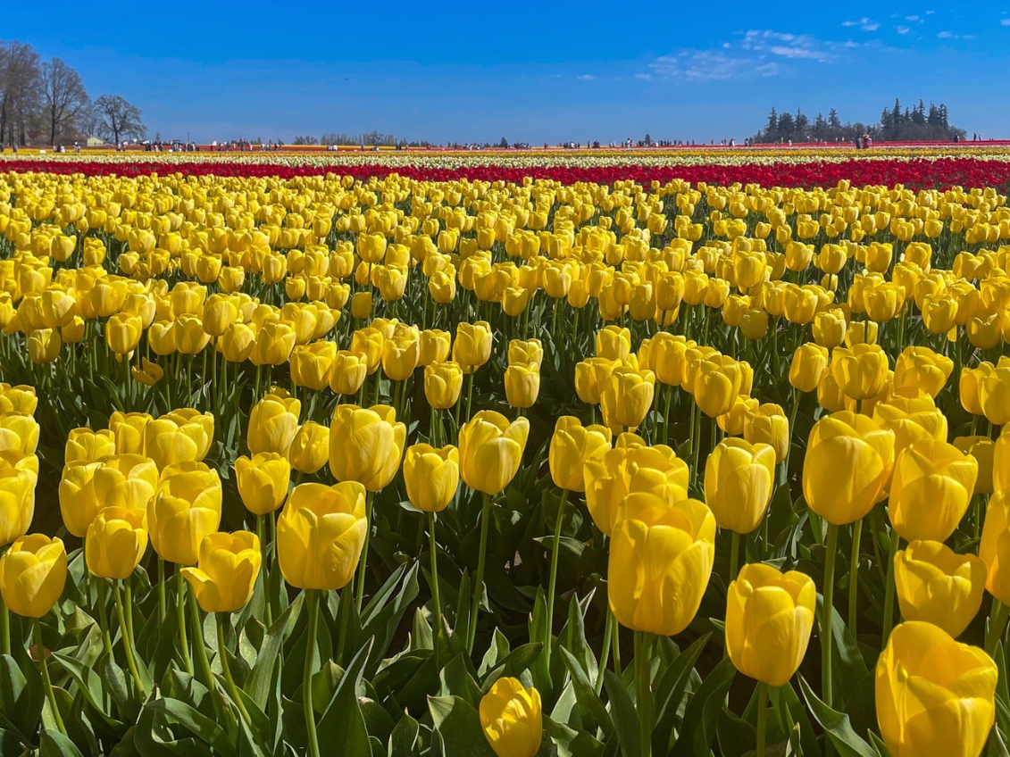 Never ending yellow and red tulips at garden in Oregon with blue skies