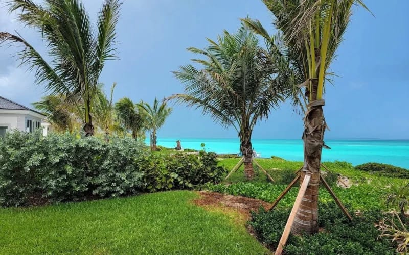 A lush tropical lawn with palm trees and greenery opens to a view of turquoise ocean waters under a clear blue sky.
