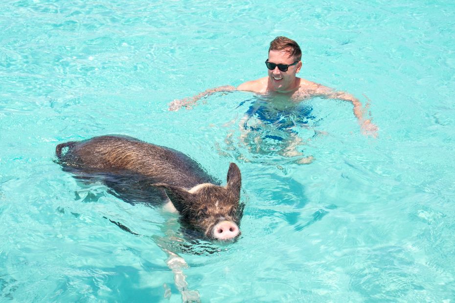 A man smiles as he swims beside a friendly pig in the crystal-clear waters of the Bahamas. This iconic island experience blends fun, laughter, and the natural beauty of Exuma’s beaches.