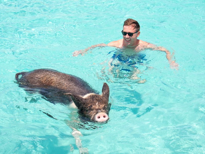 A man smiles as he swims beside a friendly pig in the crystal-clear waters of the Bahamas. This iconic island experience blends fun, laughter, and the natural beauty of Exuma’s beaches.