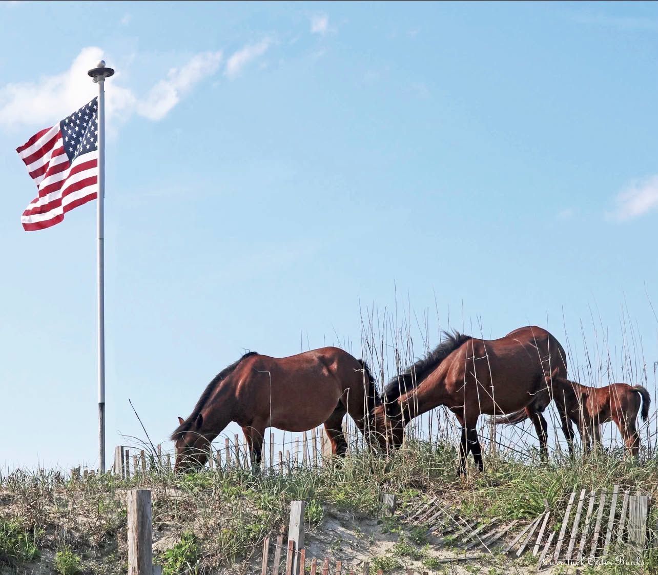 Wild horses graze on grassy dunes beside a tall American flag waving from a flagpole against a bright blue sky. A weathered sand fence lines the dune, with the horses' rich brown coats standing out among the sea grass. 