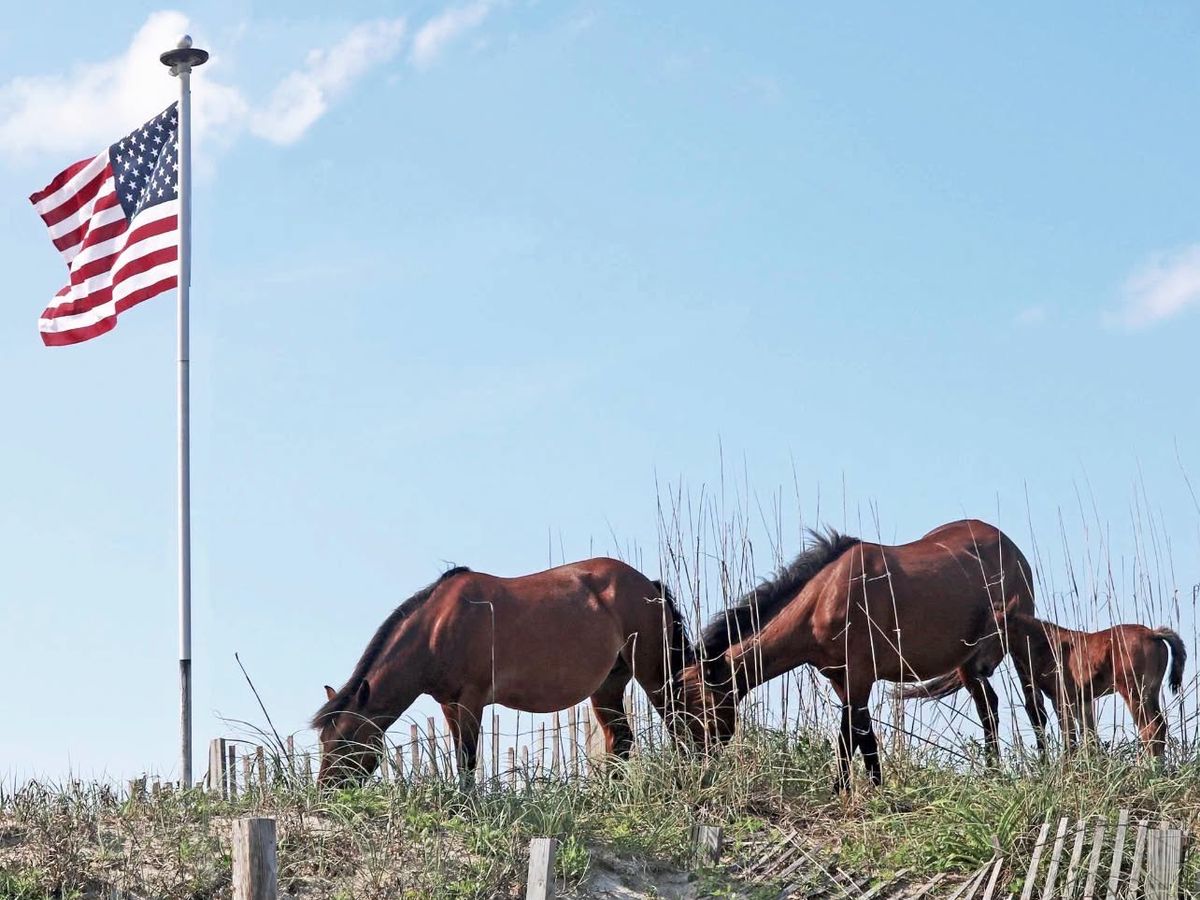 Wild horses graze on grassy dunes beside a tall American flag waving from a flagpole against a bright blue sky. A weathered sand fence lines the dune, with the horses' rich brown coats standing out among the sea grass.