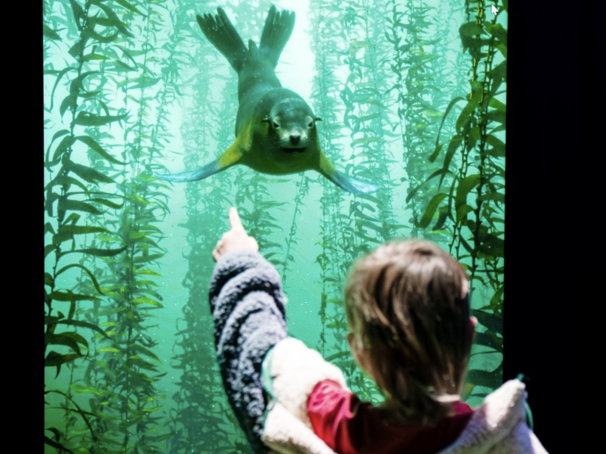 A child points excitedly at a swimming sea lion inside an aquarium tank filled with tall strands of green kelp.