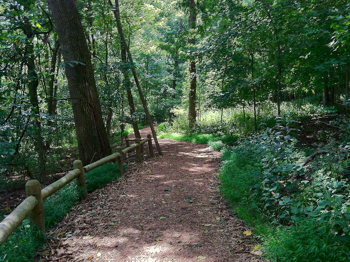 View of Tree-Lined Path At Radnor Lake State Park in Nashville, TN