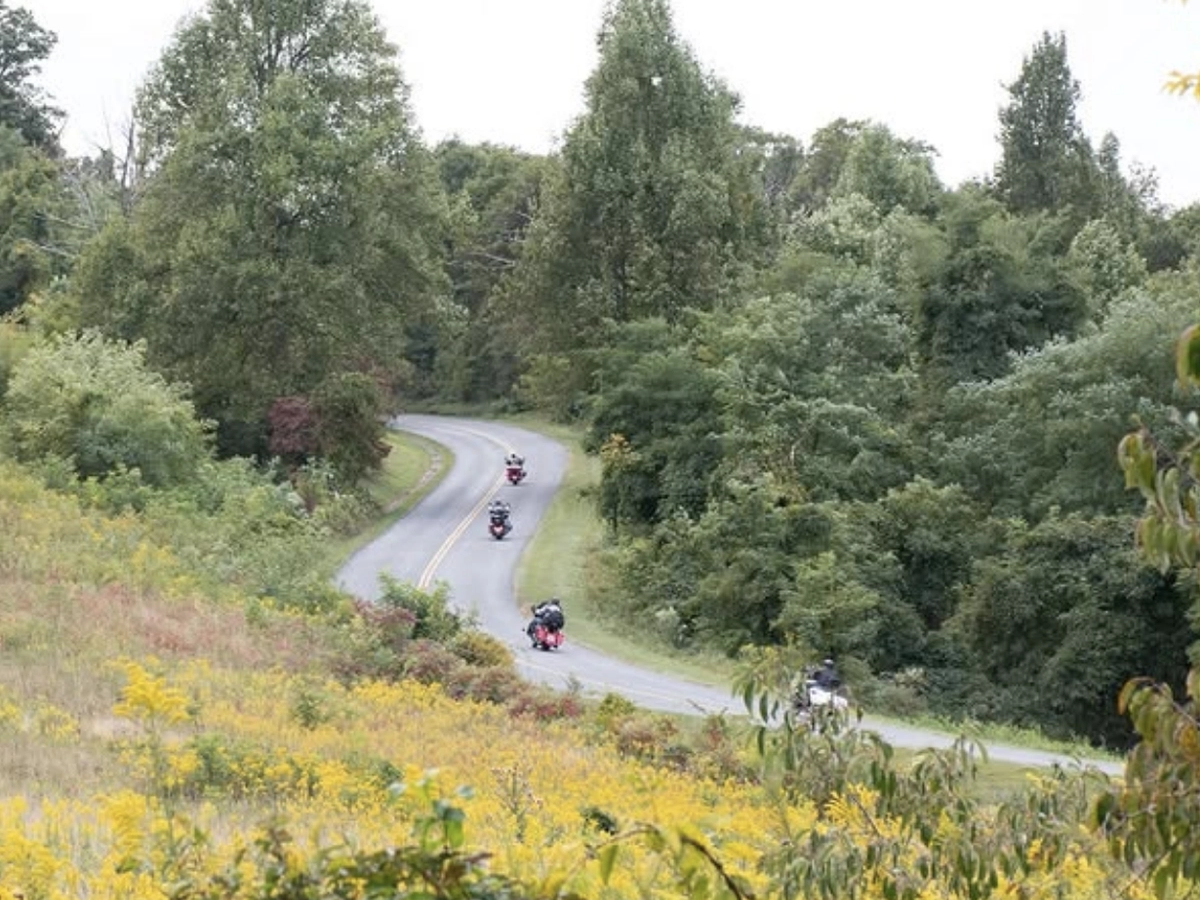 Motorcyclists cruise along a winding road surrounded by lush green trees and fields of yellow wildflowers.