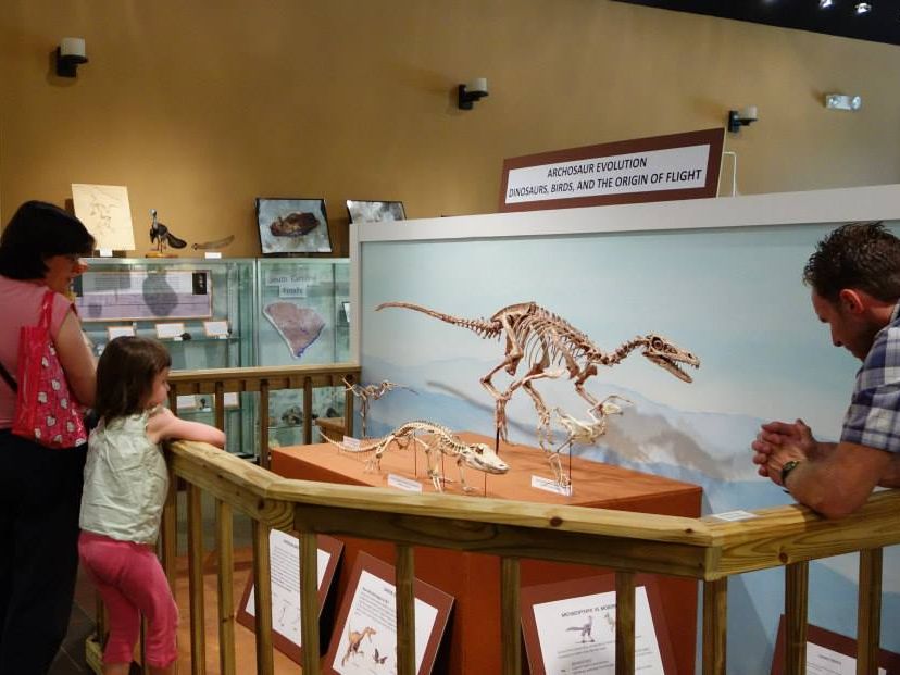 A family gathers around a dinosaur skeleton display at the Bob Campbell Geology Museum, where a mounted theropod fossil stands as the centerpiece of the Archosaur Evolution exhibit on dinosaurs, birds, and the origin of flight. A young girl and two adults lean in for a closer look, with fossil display cases and South Carolina geology specimens visible in the background.