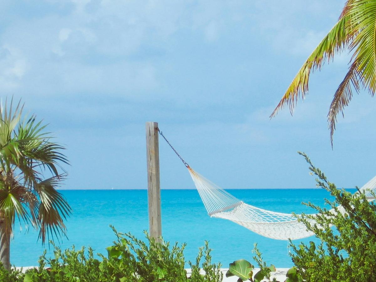 Hammock with palm trees, bushes, and ocean in the background