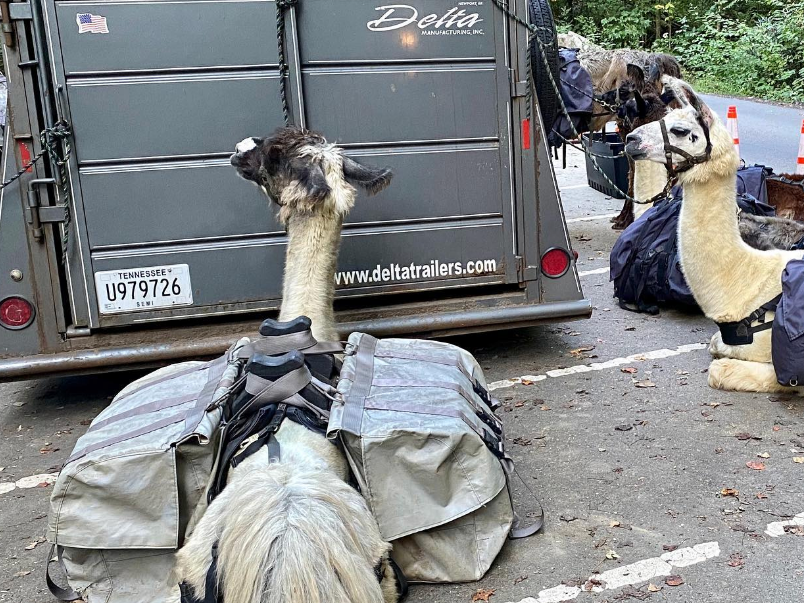 Llamas loaded with packs rest beside a trailer at the Trillium Gap Trailhead, preparing to carry supplies up to LeConte Lodge in the Smoky Mountains.