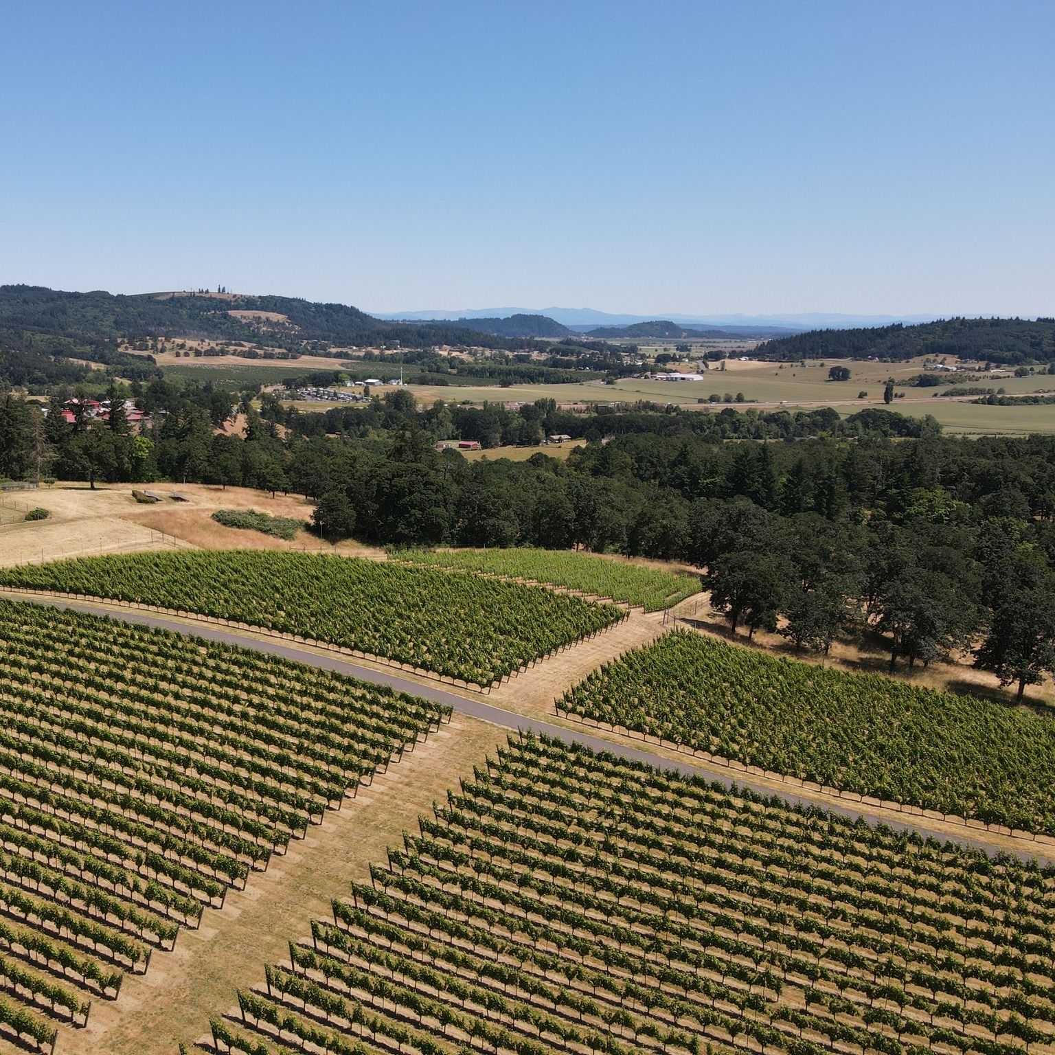 Rows of grapevines cover rolling hills in Willamette Valley wine country. The sky is clear and blue, opening up to a wide landscape of farms and forests. It’s a peaceful and classic Oregon vineyard view.