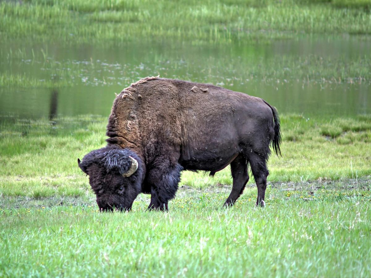 Brown buffalo grazing grass with pond water in the background