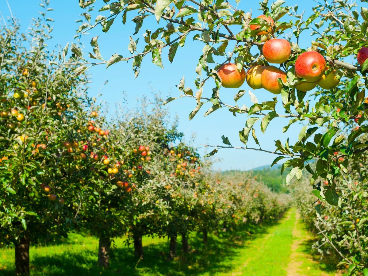 Row of Apple Trees in South Carolina Appe Orchard