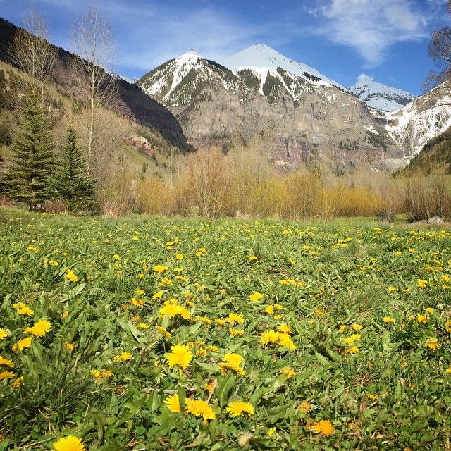 Bright wildflowers and tall evergreens fill the valley beneath dramatic red cliffs and blue skies. The lush greenery and sunlight create a peaceful mountain escape surrounded by nature.