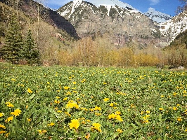 Bright wildflowers and tall evergreens fill the valley beneath dramatic red cliffs and blue skies. The lush greenery and sunlight create a peaceful mountain escape surrounded by nature.