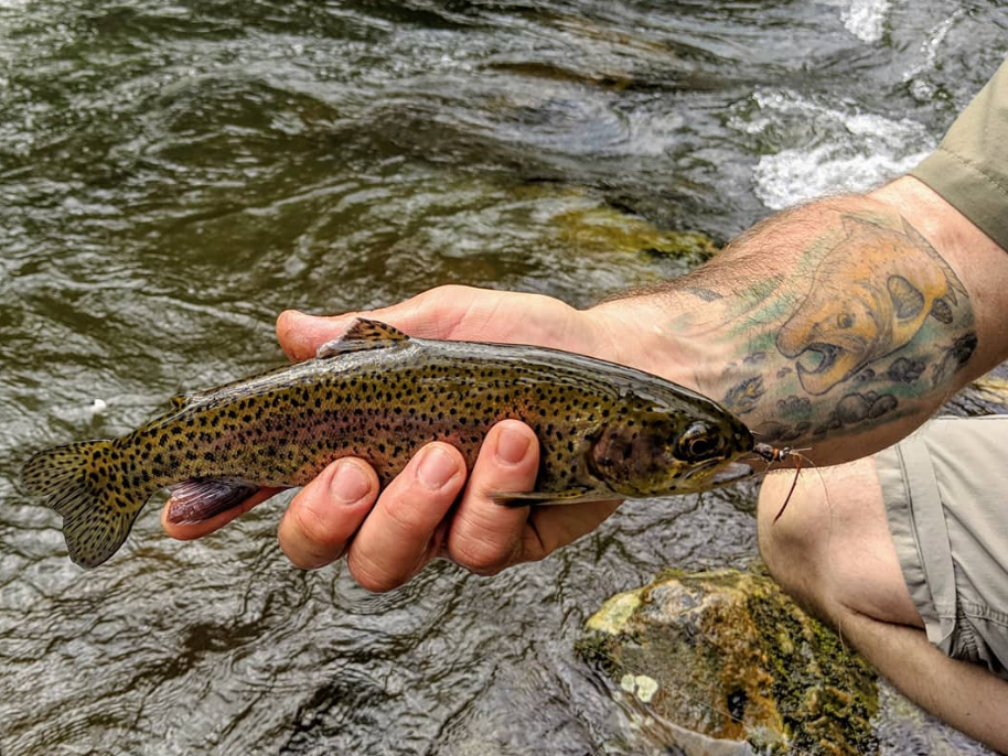 Spotted trout fish in fishers hand with arm tattoo and water underneath fish