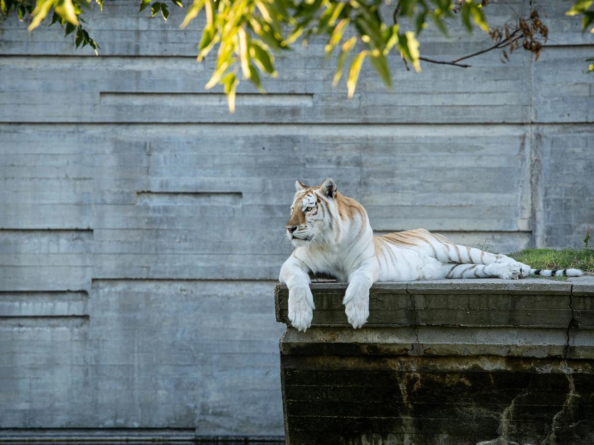 Tiger lounging on slab of grey concrete at zoo