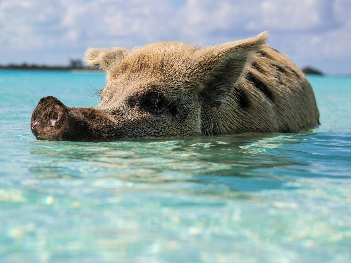 Pig swimming in ocean with it's uper body and head and snout out of the water in the Bahamas