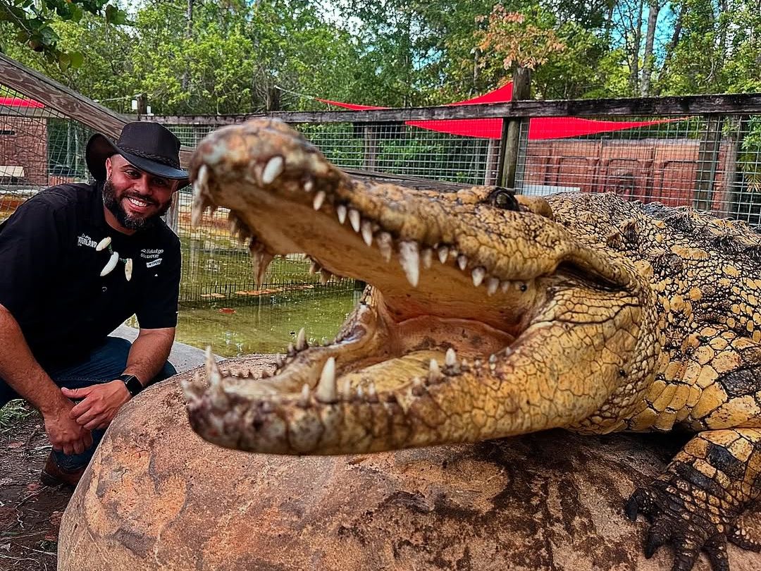 Giant alligator showing its teeth at Gatorland in Orlando with a guide nearby. A thrilling wildlife attraction known as the Alligator Capital of the World.