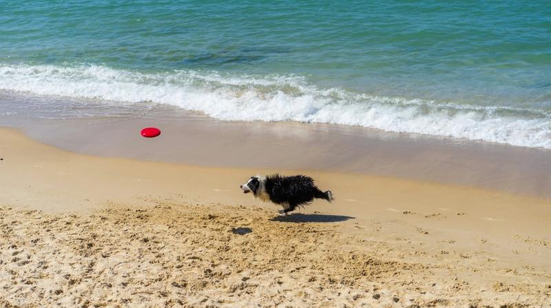 The Ultimate Pet-Friendly Vacation in Holden Beach, NC 