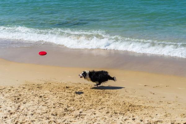 The Ultimate Pet-Friendly Vacation in Holden Beach, NC